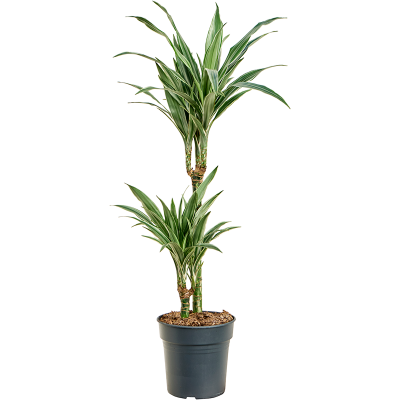 Растение горшечное Драцена/Dracaena deremensis 'Warneckei'