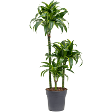 Dracaena fragrans 'Dorado'