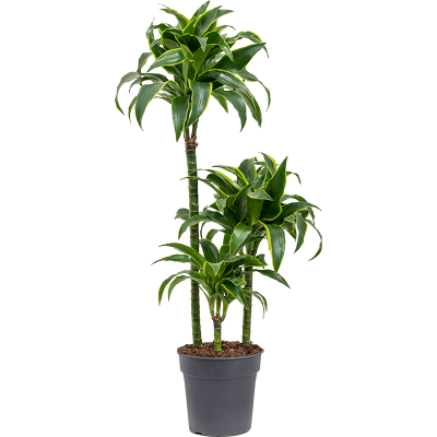 Растение горшечное Драцена/Dracaena fragrans 'Dorado'