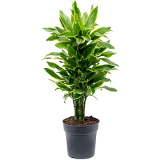 Dracaena fragrans 'Golden Coast'