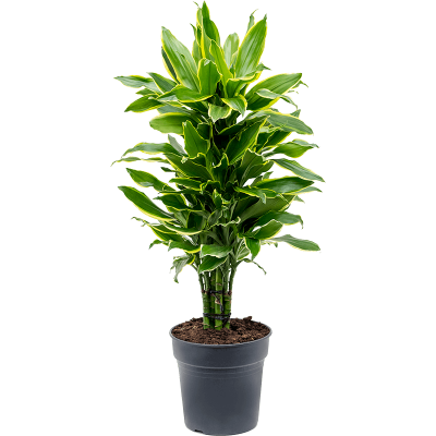 Растение горшечное Драцена/Dracaena fragrans 'Golden Coast'