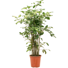 Dracaena godseffiana (90-120)