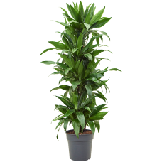 Dracaena fragrans 'Janet Craig'