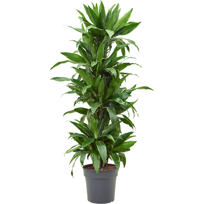 Растение горшечное Драцена/Dracaena fragrans 'Janet Craig'