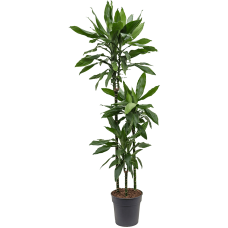 Dracaena fragrans 'Janet Lind'