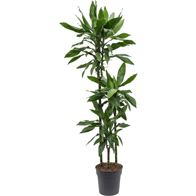 Растение горшечное Драцена/Dracaena fragrans 'Janet Lind'