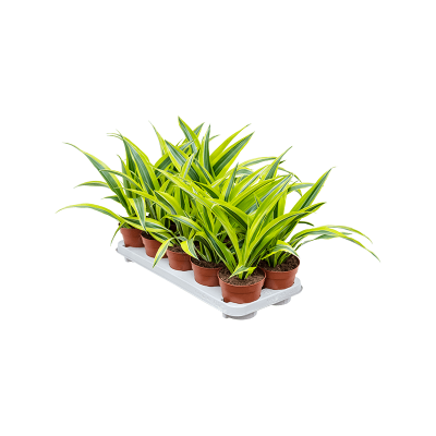 Растение горшечное Драцена/Dracaena fragrans 'Lemon Lime' 10/tray