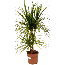 Dracaena marginata 'Sunray'