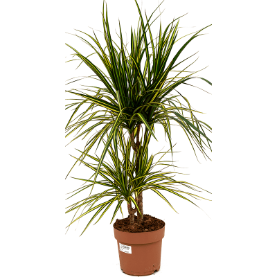 Растение горшечное Драцена/Dracaena marginata 'Sunray'