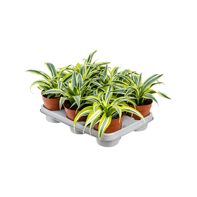 Растение горшечное Драцена/Dracaena fragrans 'Surprise' 8/tray