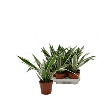 Dracaena fragrans 'White Stripe' 8/tray