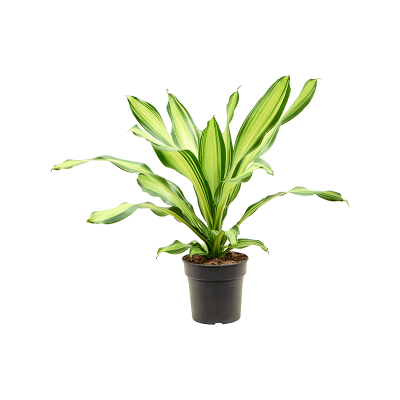 Растение горшечное Драцена/Dracaena fragrans 'Charley'