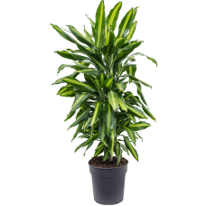 Dracaena fragrans 'Cintho'