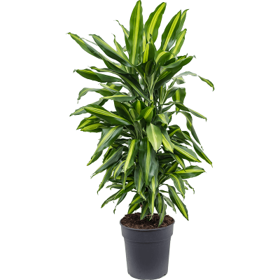 Растение горшечное Драцена/Dracaena fragrans 'Cintho'