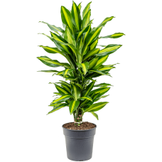 Dracaena fragrans 'Cintho'