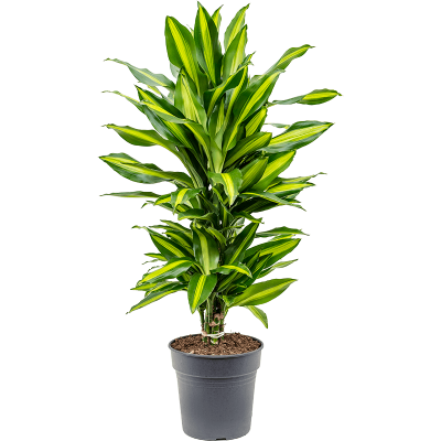 Растение горшечное Драцена/Dracaena fragrans 'Cintho'