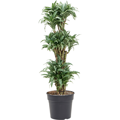 Растение горшечное Драцена/Dracaena compacta variagata