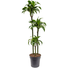 Dracaena fragrans 'Dorado'