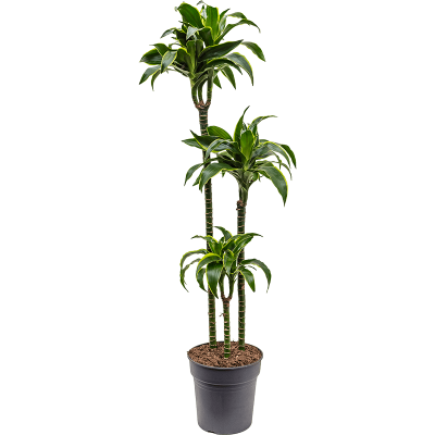 Растение горшечное Драцена/Dracaena fragrans 'Dorado'