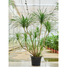 Dracaena draco 'Compact'