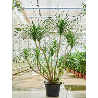 Растение горшечное Драцена/Dracaena draco 'Compact'