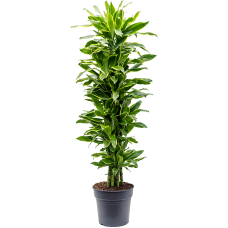 Dracaena fragrans 'Golden Coast'