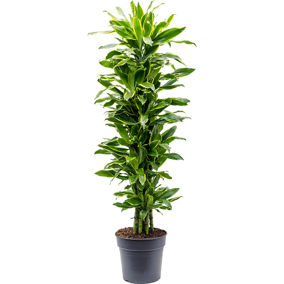 Растение горшечное Драцена/Dracaena fragrans 'Golden Coast'