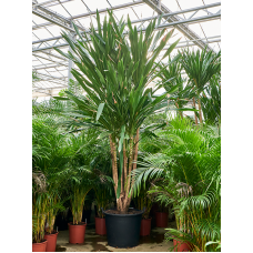 Dracaena gymea (360-420)