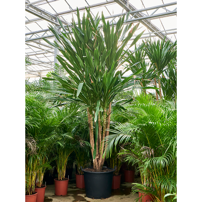 Растение горшечное Драцена/Dracaena gymea (360-420)