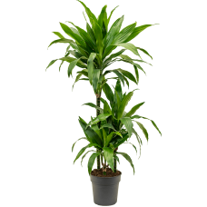 Dracaena fragrans 'Janet Craig'