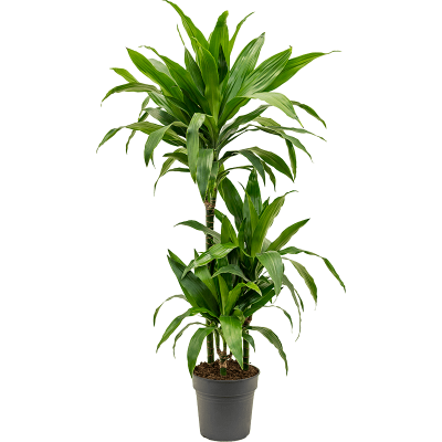 Растение горшечное Драцена/Dracaena fragrans 'Janet Craig'