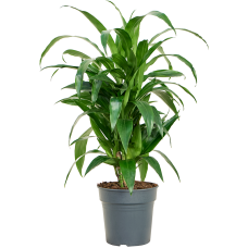 Dracaena fragrans 'Janet Craig'