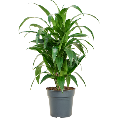 Растение горшечное Драцена/Dracaena fragrans 'Janet Craig'