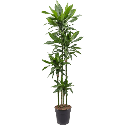 Растение горшечное Драцена/Dracaena fragrans 'Janet Lind'