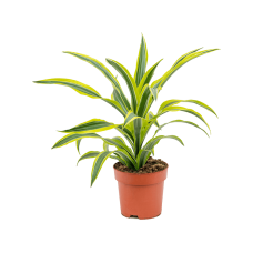 Dracaena fragrans 'Lemon Lime'