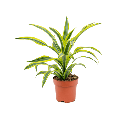 Растение горшечное Драцена/Dracaena fragrans 'Lemon Lime'