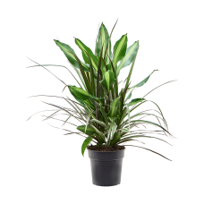 Dracaena combo