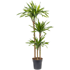 Dracaena fragrans 'Riki'