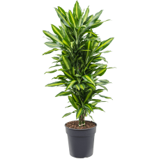 Dracaena fragrans 'Cintho'