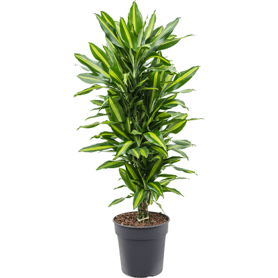 Растение горшечное Драцена/Dracaena fragrans 'Cintho'