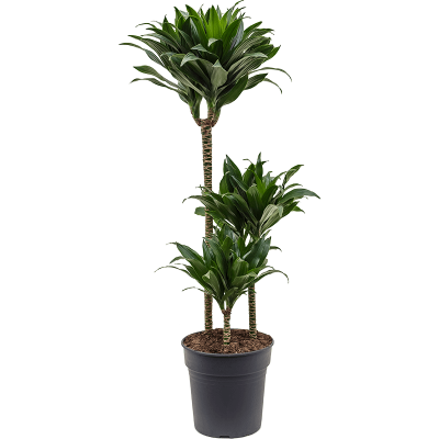 Растение горшечное Драцена/Dracaena fragrans 'Compacta'