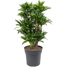 Dracaena fragrans 'Compacta'