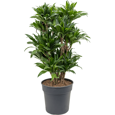 Растение горшечное Драцена/Dracaena fragrans 'Compacta'