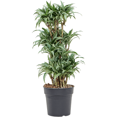 Растение горшечное Драцена/Dracaena compacta variagata