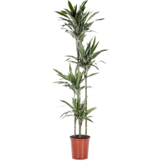 Dracaena deremensis 'Warneckei'