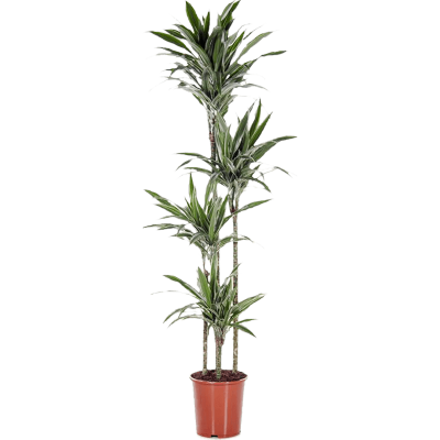 Растение горшечное Драцена/Dracaena deremensis 'Warneckei'