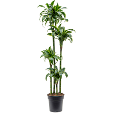 Dracaena fragrans 'Dorado'