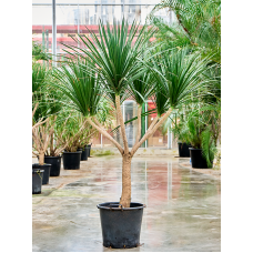 Dracaena draco 'Compact'