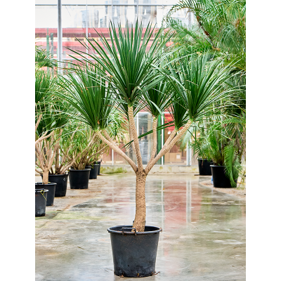 Растение горшечное Драцена/Dracaena draco 'Compact'