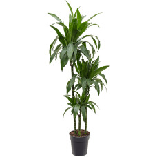 Dracaena fragrans 'Janet Craig'